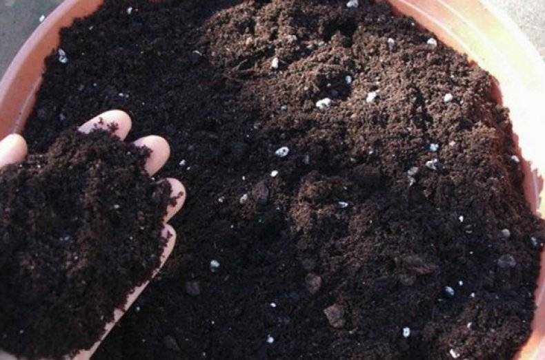 Почва для цитрусовых