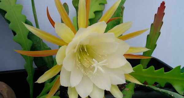 цветок эпифиллум фото