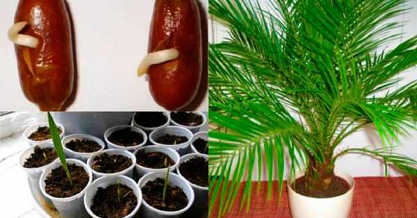 как посадить финиковую пальму из косточки