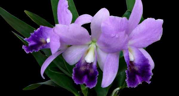 орхидея каттлея фото