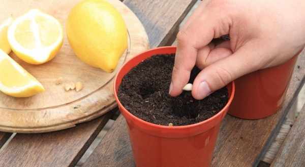 как вырастить лимон из косточки дома