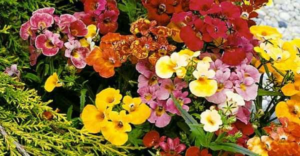 цветы немезия