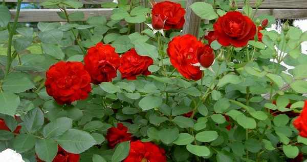 роза флорибунда фото и описание