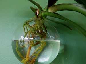 орхидея ванда купить