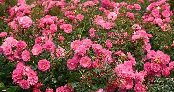 розы почвопокровные сорта зимостойкие фото