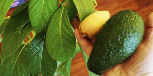 как сажать авокадо из косточки