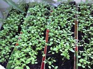 лобулярия выращивание из семян в домашних условиях