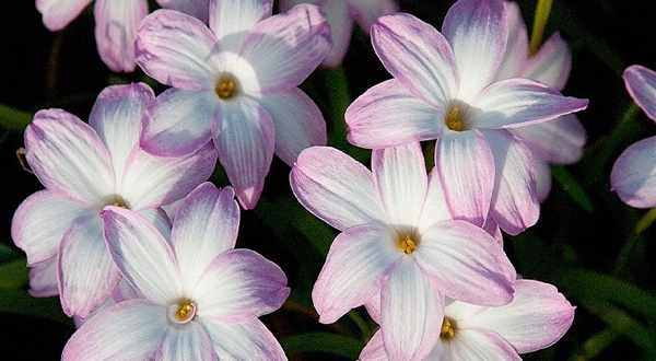 цветок зефирантес