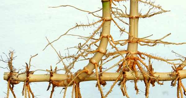 бамбук комнатный размножение