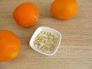 апельсин из косточки в домашних условиях выращивание