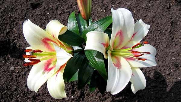 белая лилия цветок