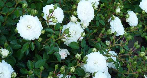 роза почвопокровная белая