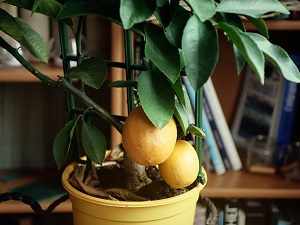 выращивание лимона в домашних условиях из косточки
