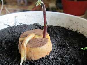 авокадо выращивание в домашних условиях из косточки