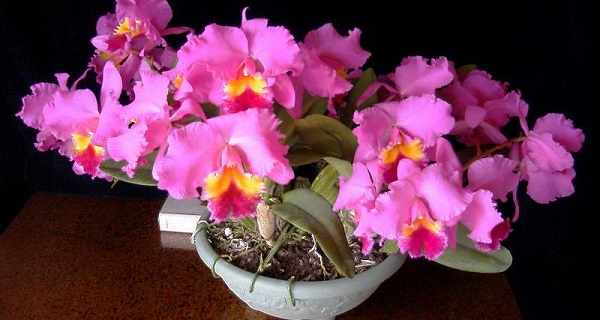 орхидея каттлея уход в домашних условиях