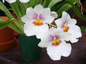 орхидея мильтония фото