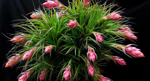 цветок тилландсия фото