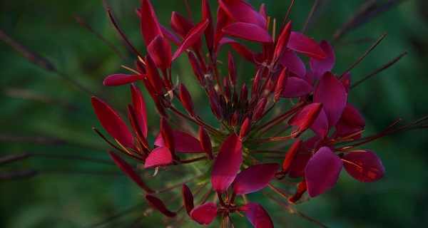 цветок клеома фото и правила выращивания