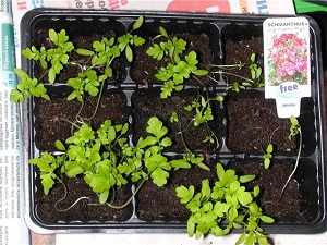 схизантус выращивание из семян в домашних условиях
