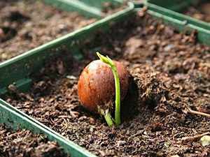 как посадить каштан из ореха весной