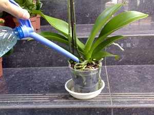 орхидея камбрия уход в домашних