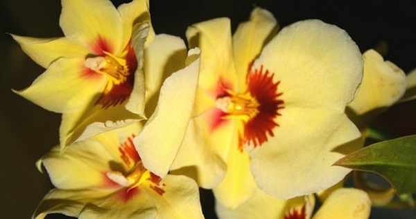 орхидея мильтония уход