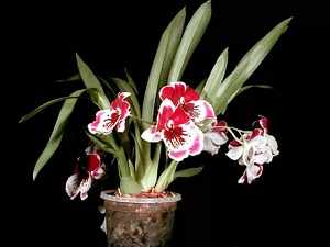 орхидея мильтония уход