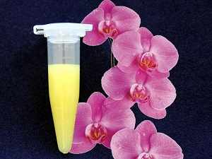 цитокининовая паста для орхидей