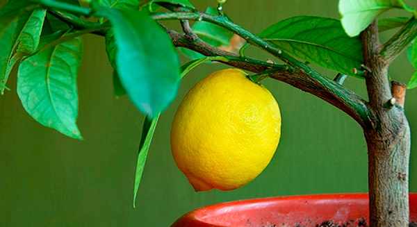 лимон из косточи будет плодоносить без прививки