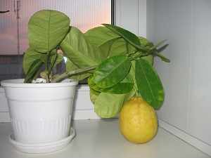 выращивание лимонов в домашних условиях из косточки