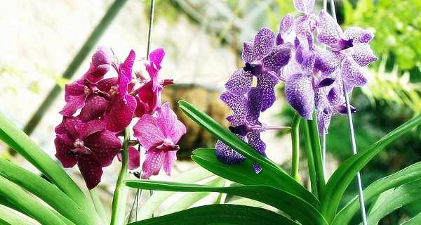 орхидея ванда уход