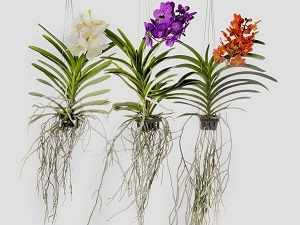 орхидея ванда уход в домашних условиях