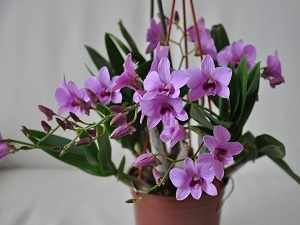 разновидность орхидеи дендробиум