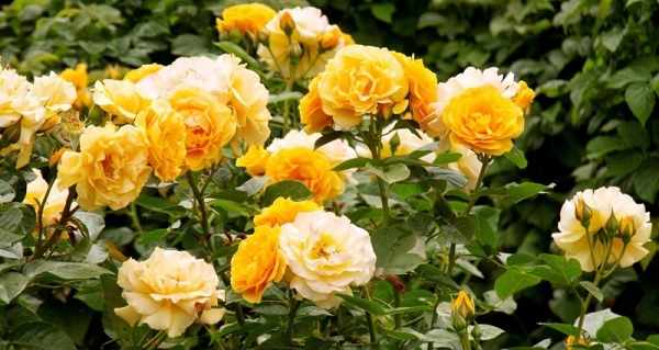 розы флорибунда лучшие сорта