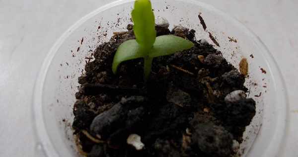 кактус эпифиллум