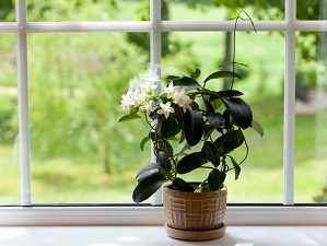 комнатное растение жасмин