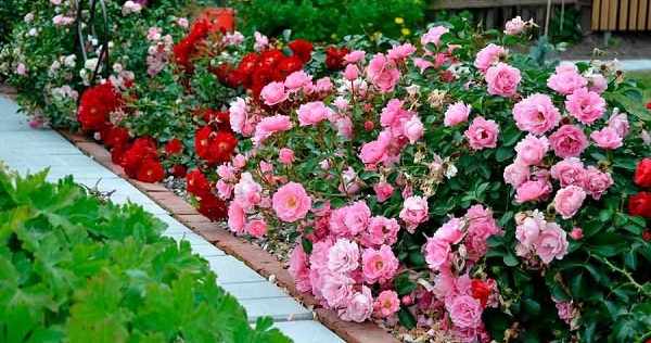 почвопокровные розы фото