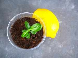 выращиваем лимон из косточки в домашних условиях