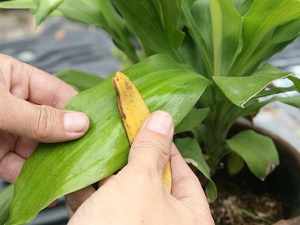 как сделать удобрение из банановой кожуры