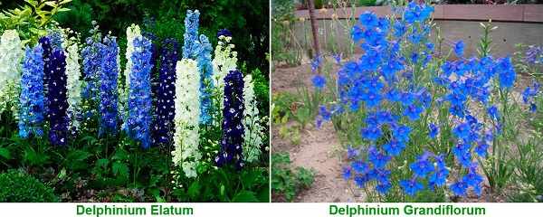 дельфиниум фото цветов