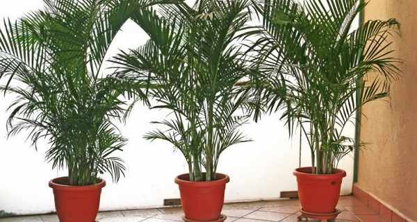 пальма хамедорея фото