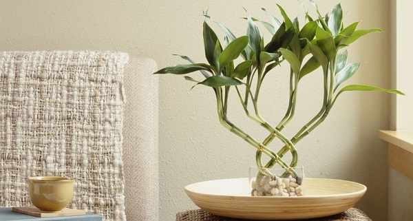 бамбук комнатное растение уход