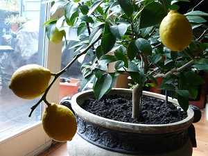 лимон из косточки в домашних условиях
