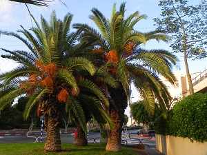 финиковая пальма фото