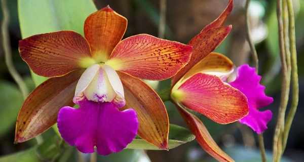 орхидея каттлея купить