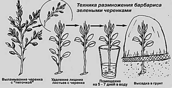 барбарис амурский декоративные деревья и кустарники