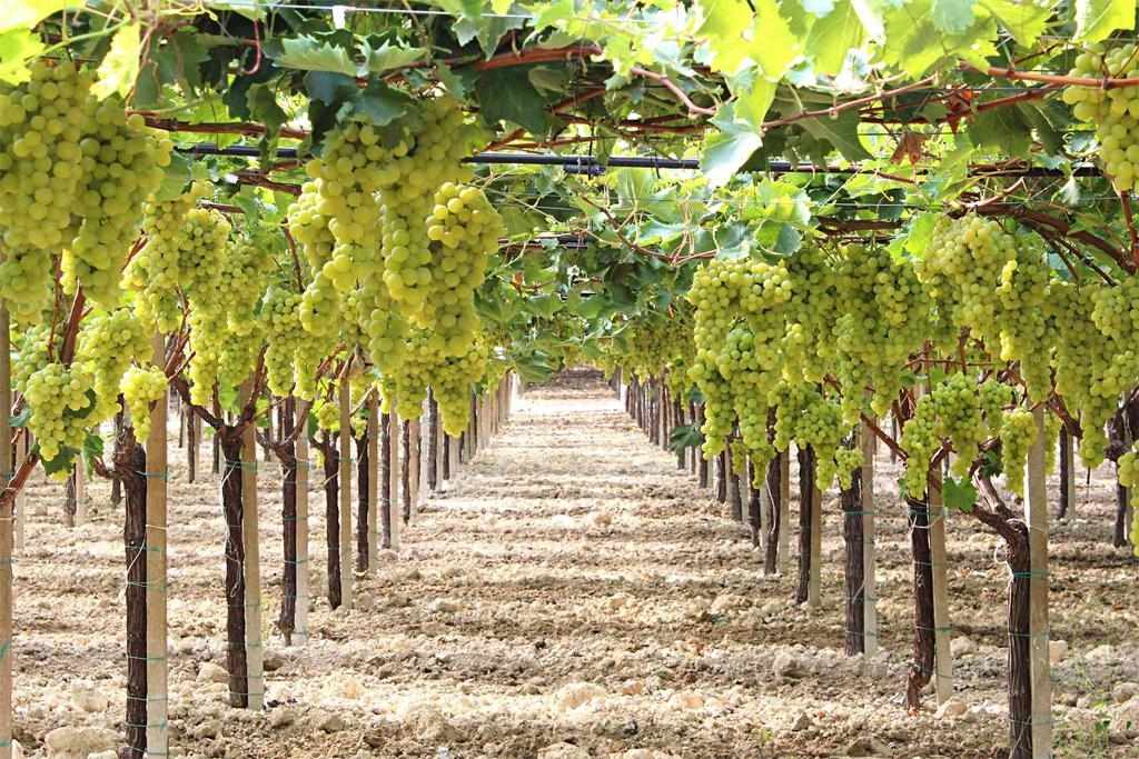Как растет виноград