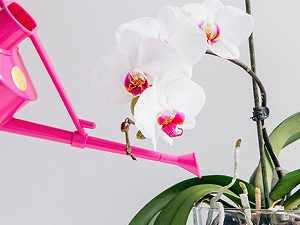 орхидея дендробиум нобиле уход в домашних условиях