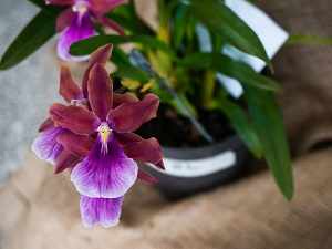 орхидея мильтония уход в домашних условиях