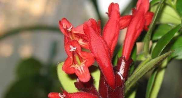 цветок эсхинантус